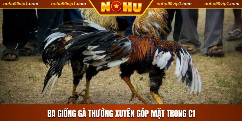 Ba giống gà thường xuyên góp mặt trong C1
