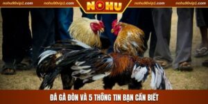 Đá Gà Đòn