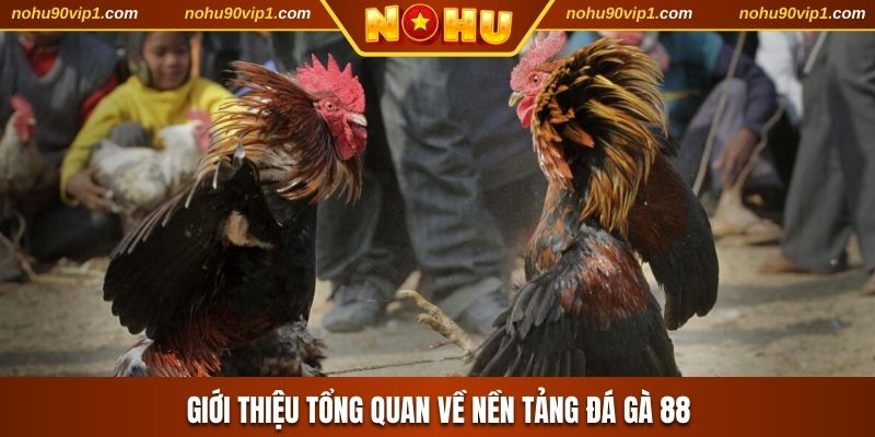 Giới thiệu tổng quan về nền tảng đá gà 88