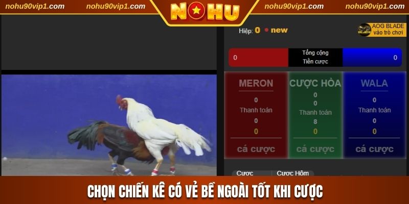 Kinh nghiệm chọn chiến kê có vẻ bề ngoài tốt khi cược