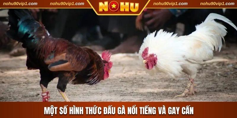 Một số hình thức đấu gà nổi tiếng và gay cấn