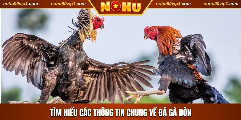 Tìm hiểu thông tin chung về đá gà đòn
